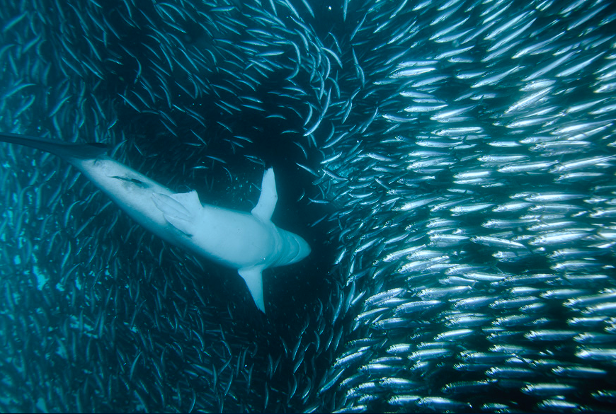 nubbsgalore:  safety in numbers. photos of sharks attacking a sardine bait ball by