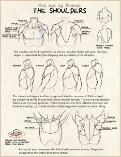 gkazul: arandadill:  Shoulder Tips  Needed