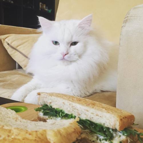 Once you turn away, your sammich will be mine. - BooBoo #sammich #boobookitty #kawaii #neko #gato #c