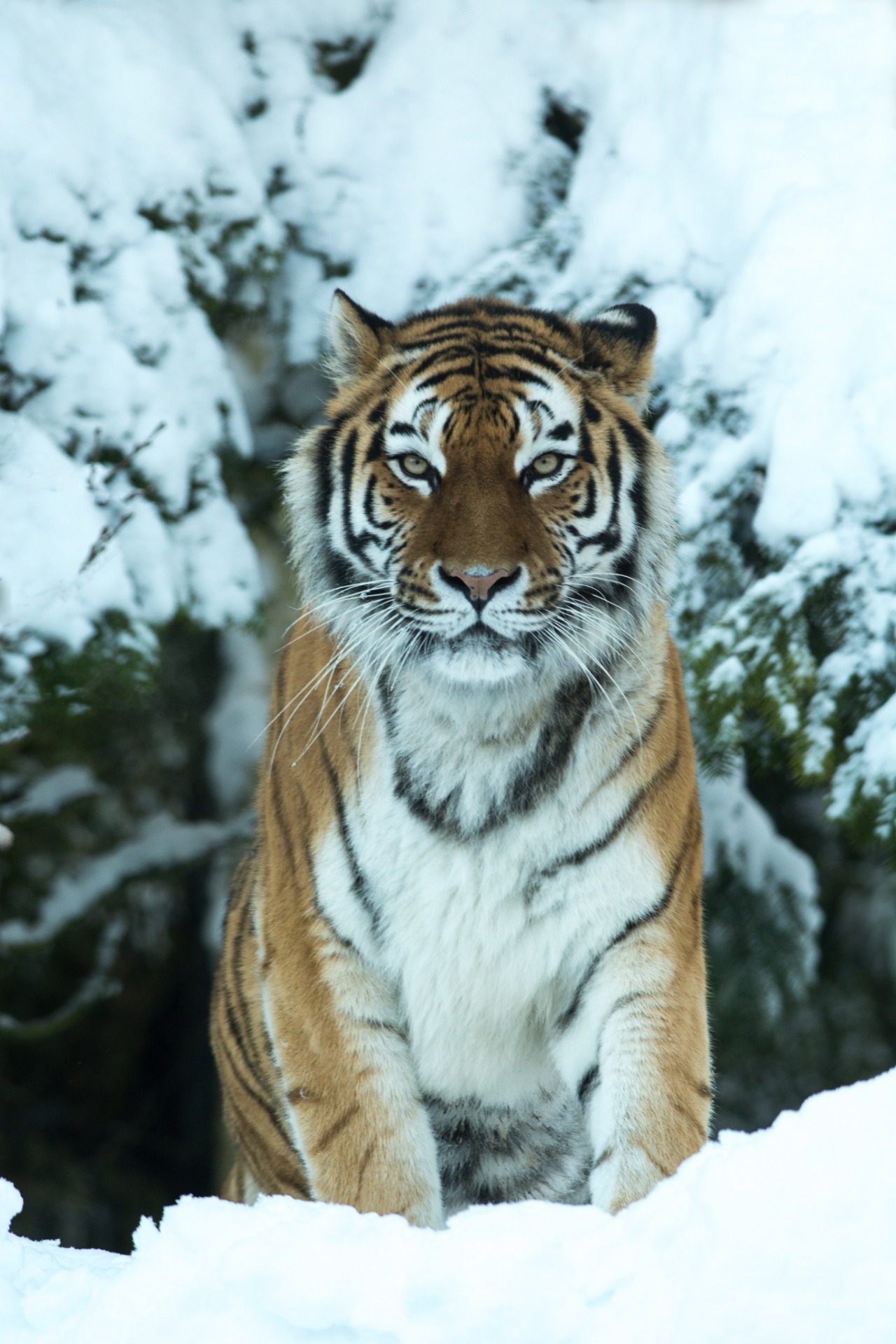 beautiful-wildlife:  Amur Tiger by Claudia Brockmann 