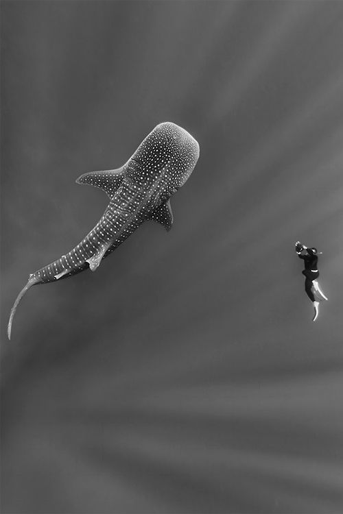 our-amazing-world:  Whale Shark Amazing World porn pictures