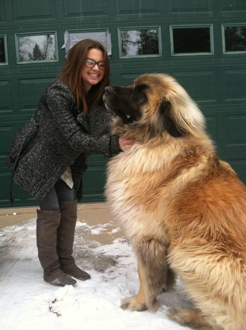 Meet Simba, a Leonberger. These magnificent dogs can weigh 170 pounds, but are incredibly discipline