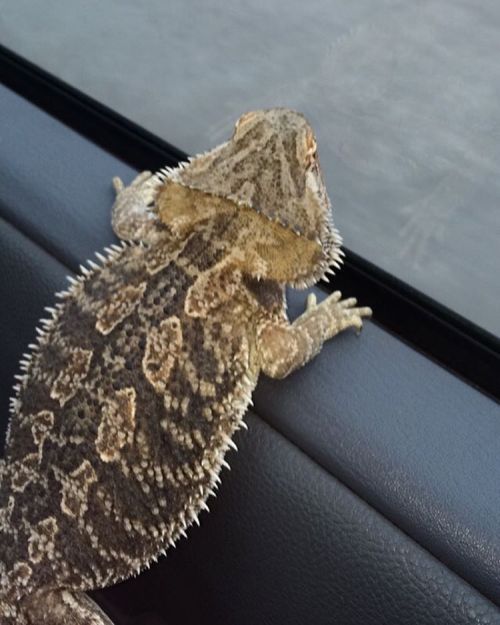 &ldquo;But what if I don&rsquo;t want to be a bearded dragon&hellip;. What if I want to 