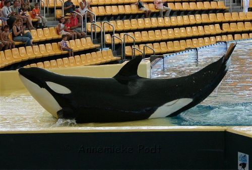 Gender: MalePod: N/APlace of Capture: Born at SeaWorld of FloridaDate of Capture: Born on November 8