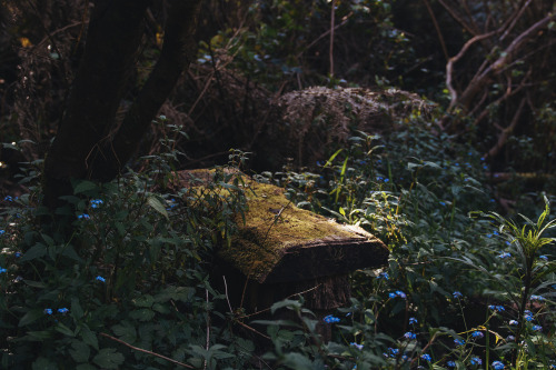 hullocolin:I found an old log bench in the forest on my walk, right next to a little streamJaccob Mc