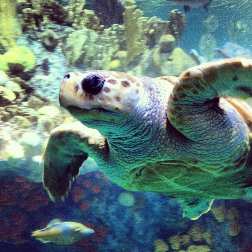 New England Aquarium — Visitor Pictures: No fancy DSLR, no problem....