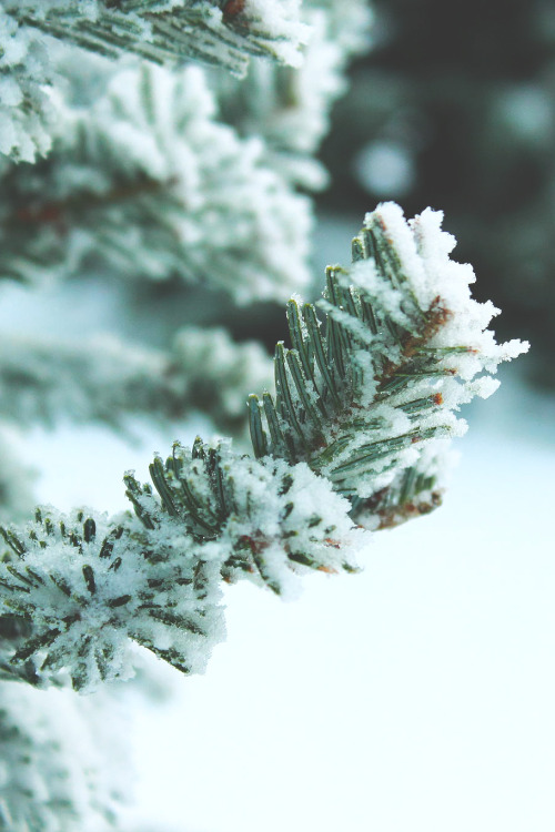 wnderlst:  Snowy pine ↝ Shelby Mcghee   