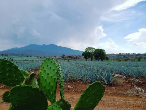 jalisco-y-tequila:  Soy tan feliz cuando vengo a mi rancho!  😔