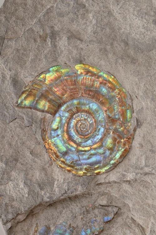 sitting-on-me-bum: Ammonite / This ammonite is on display in our Elements gallery. Herbert Art Gallery & Museum, Coventry, West Midlands, UK  - pinterest