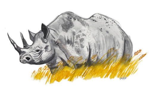 Black RhinoWatercolour and pencil