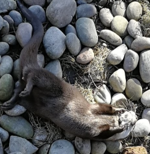 “Tried to get a cute photo of the otter playing with a pebble. Got a crap photo of the otter playing