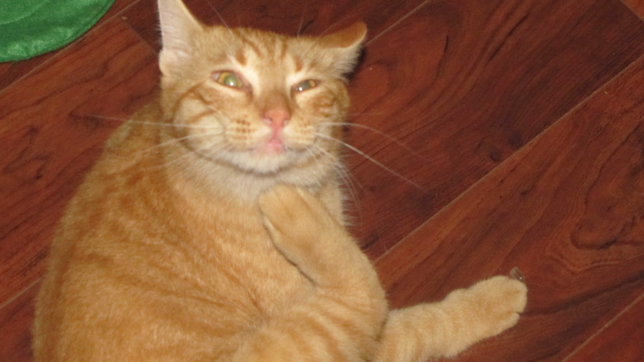 unflatteringcatselfies:  Milo in his younger days. 