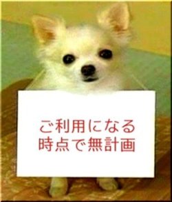 kagurazakaundergroundresistance:  mcsgsym:  pya! 計画性のなさ(via