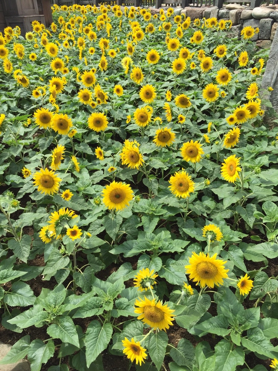 eggplahnt:  Tokyo disney sea 