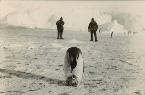 nobrashfestivity: Edward Adrian Wilson,  British National Antarctic Expedition (1901-1904); Royal Society (Great Britain)