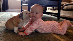 huffingtonpost:  Puppy love.   &ldquo;Mommy, get this loaf of bread off me&hellip;&rdquo;