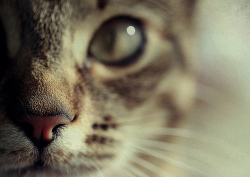 gatosonlyspell:  Wallpapers…Fondos de Pantalla Gatunos…