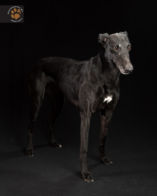 Gemini’s Pampered Greyhounds contacted me last week, looking for help in getting the word out on thr