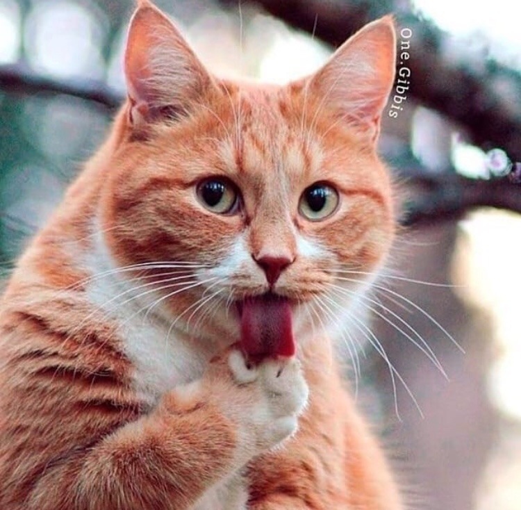 friendly-animals:  Follow me for more cute animals! (: