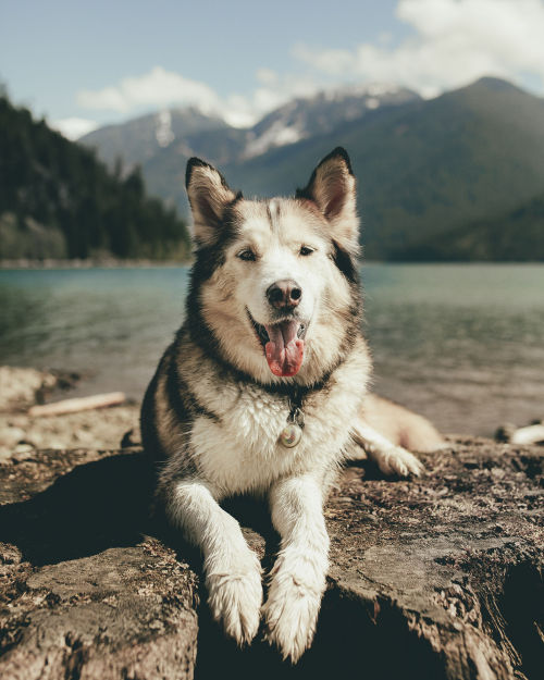 handsomedogs: Dylan Furst | Aldo The Malamute