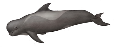 palaeopedia:The short-finned Pilot Whale, Globicephala macrorhynchus (1846)Phylum : ChordataClass : 