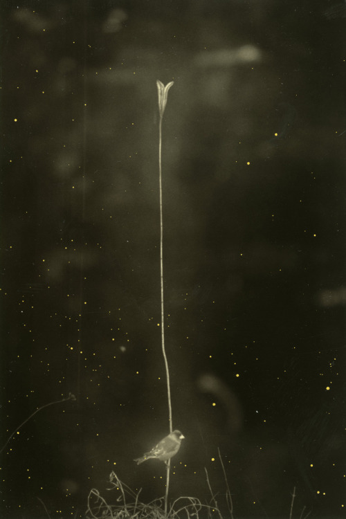 sesiondemadrugada:Masao Yamamoto.