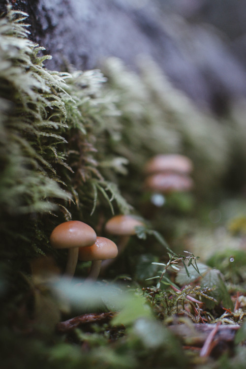 Life on the forest floor