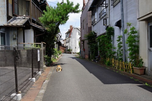 The best strategy for cooling off from summer heat: Watch the neighbor spray water on the street. / 