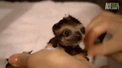 Cute-Overload:  Bath Time For Baby Slothhttp://Cute-Overload.tumblr.com