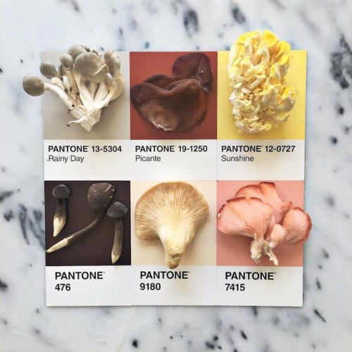 nevver: Pantone Color Matching System, Lucy Litman