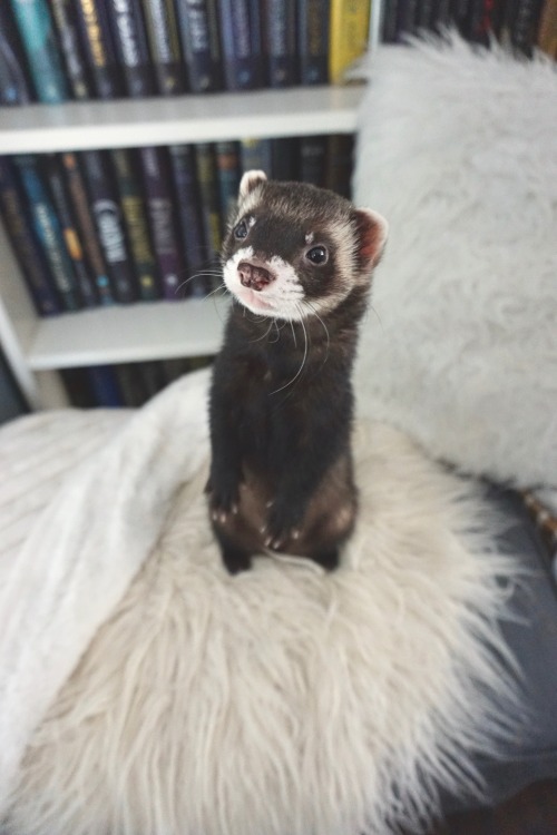 the-book-ferret: Wasabi is sending love from the Mountain Burrow to anyone who needs it today. 