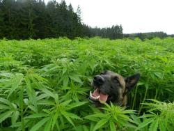 weedshibe:  OHHHHH SHIIIIT 