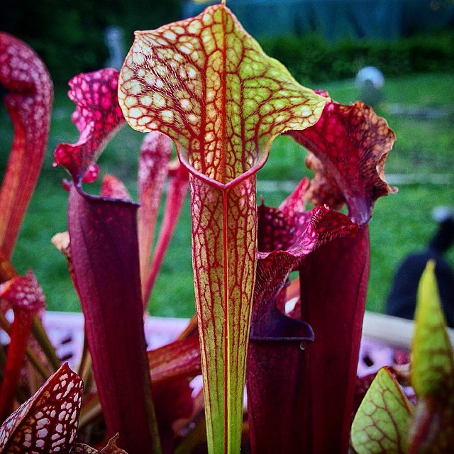 youcanleadahorticulture:  A new pitcher on my Serracenia ‘Judith Hindle’.