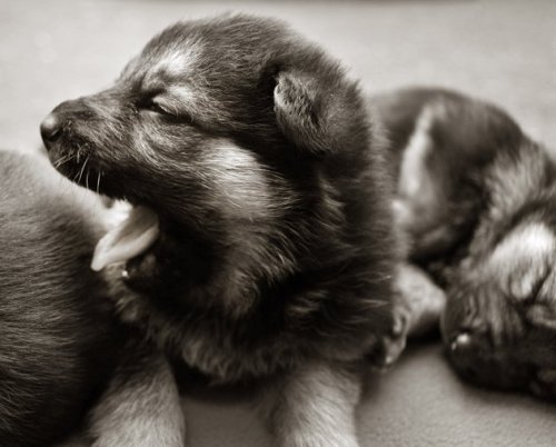 lickystickypickyshe: Puppies in their first 3 weeks.