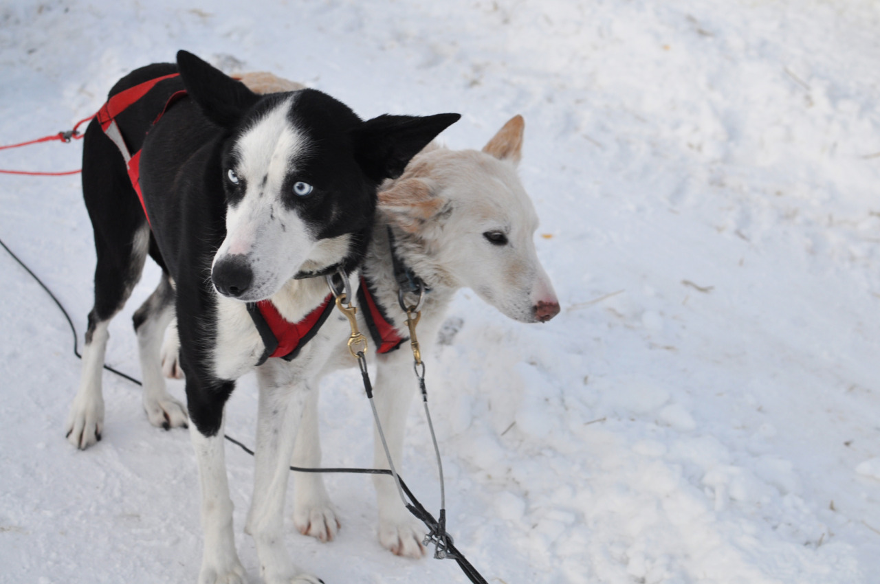 Sayaka Kuwabara 犬ぞり体験 In Kiruna