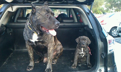 Impresa’s “Slate” and male puppy (Red) @ 9 weeks.Impresa Kennels Presa Canario B