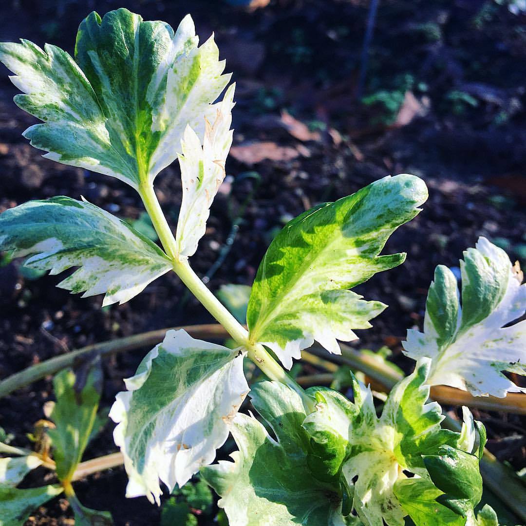 Variegated Celery (Apium graveolens). This is part of a breeding project William Woys Weaver is working on at Roughwood Seed Collection, and is about to be covered for the winter so it can flower and go to seed next year. #biennial #variegatedcelery...