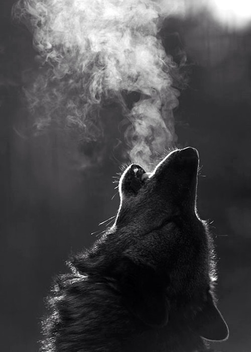 aminoauditore:  &ldquo;The only obsession everyone wants: ‘Love’. People