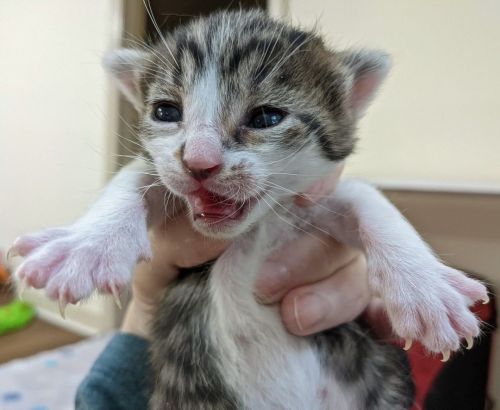 love-and-hisses:Did you know that kittens are not able to retract their claws until they’re ab