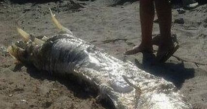 paranormaldaily:  From here: A mysterious sea creature featuring what appear to be