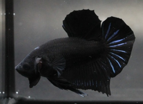 Male Betta Fish Flare Their Gills To Intimidate And Show Dominance, Right?