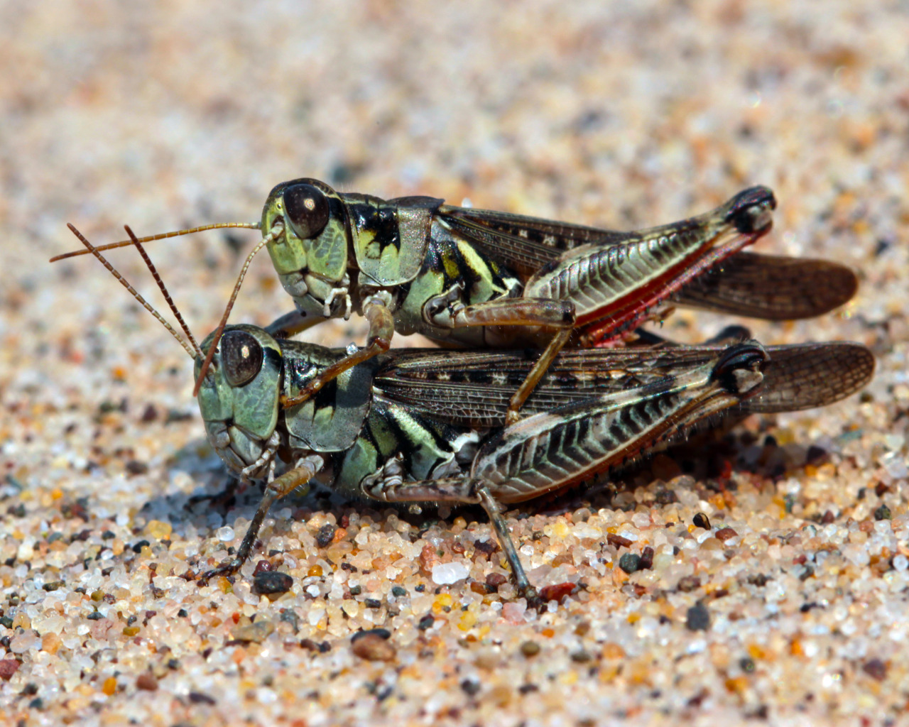 The Grasshopper nude photos