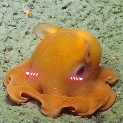 Hi, I Made Another Icon, This Time A Dmbo Octopus One!