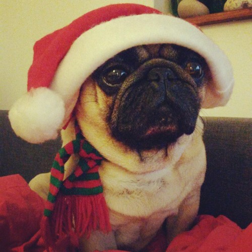 ilovepugs4ever:  Follow Dog Quotes. 