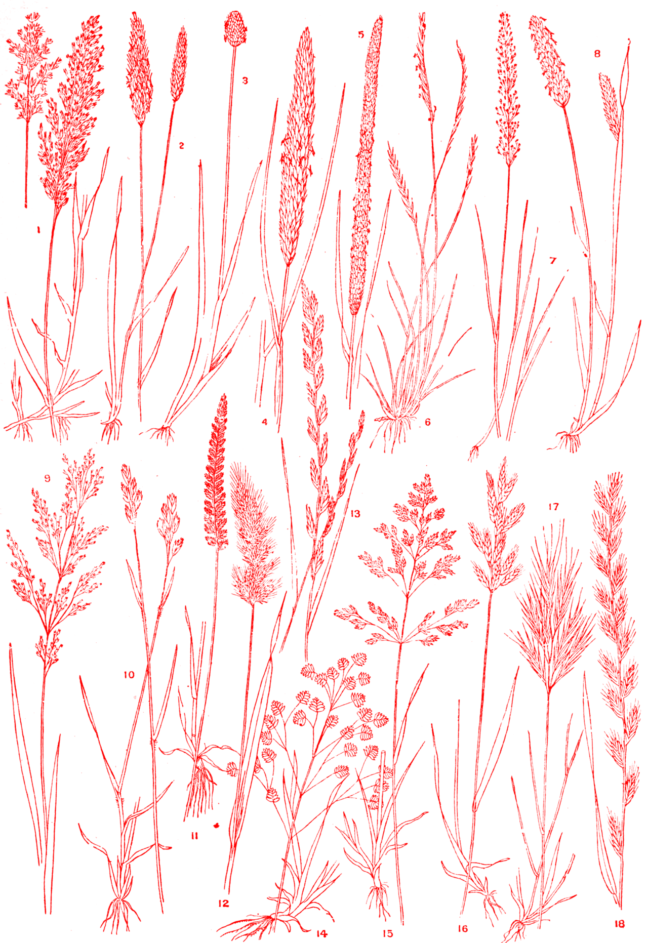 nemfrog:  “Grasses found in meadow and moorland of Great Britain.” Harmsworth’s