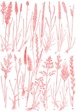 nemfrog:  “Grasses found in meadow and