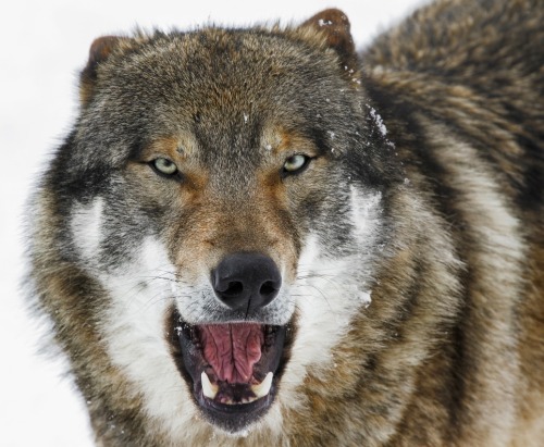 beautiful-wildlife:European Wolf by photo-sommer
