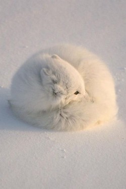 wonderous-world:  Sleepy Arctic Fox by John