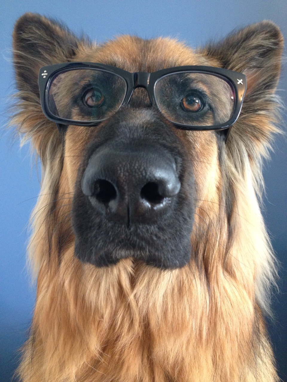 zecatspyjamas:  Studious bear; to help me cope with exams I took a bunch of photos