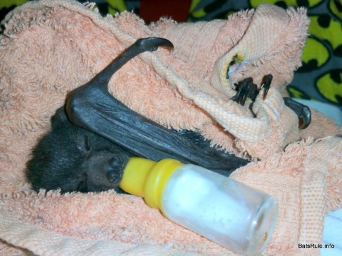 batsrule-info - http - //batsrule.info/2018/10/rehab-megabat-black-ma...